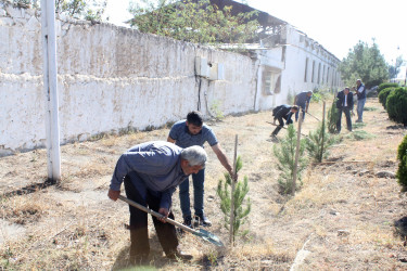 Anım Günü ilə bağlı Göygöl rayonunda ağacəkmə aksiyası keçirilib