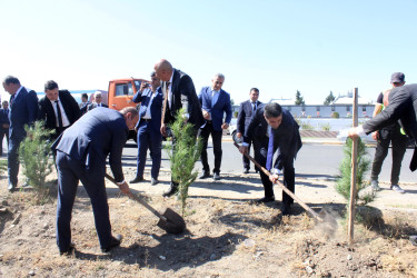 Anım Günü ilə bağlı Göygöl rayonunda ağacəkmə aksiyası keçirilib