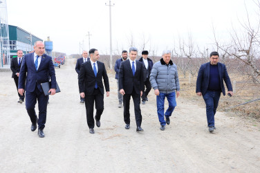 “Şirin Aqro” QSC-nin meyvə bağlarına baxış